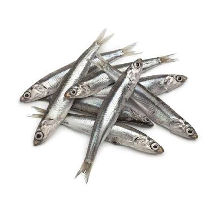 Frozen Anchovy