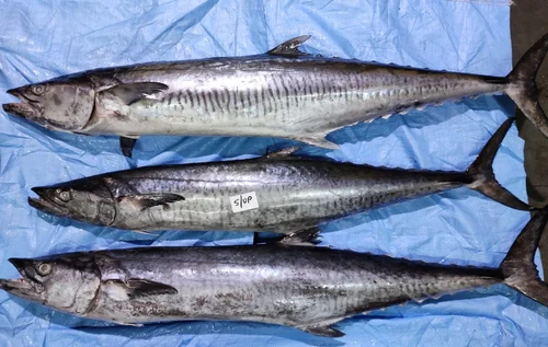 Frozen King Fish